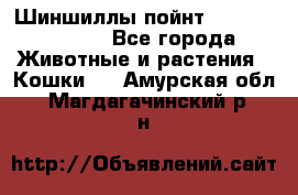 Шиншиллы пойнт ns1133,ny1133. - Все города Животные и растения » Кошки   . Амурская обл.,Магдагачинский р-н